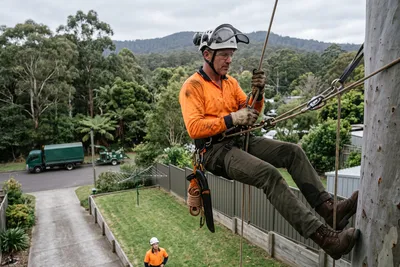 Qualified arborist working with a two rope climbing system in a backyard eucalyptus in Ferntree Gully