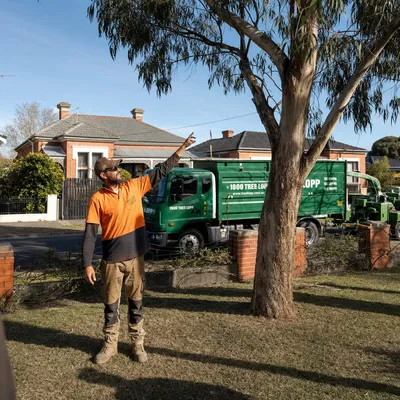 Tree Removal pricing in Ferntree Gully