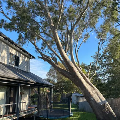 Before: Leaning gum above a retaining wall, rigged down, Ferntree Gully