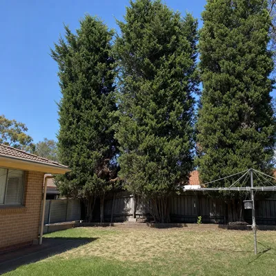 Before: Row of cypress along a sloped boundary, Ferntree Gully