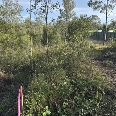 Before: Bush-block clearing to a permit line, Ferntree Gully