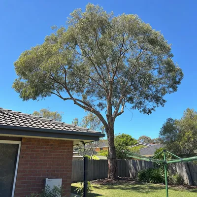 After: Crown lift and deadwood over a house, Ferntree Gully