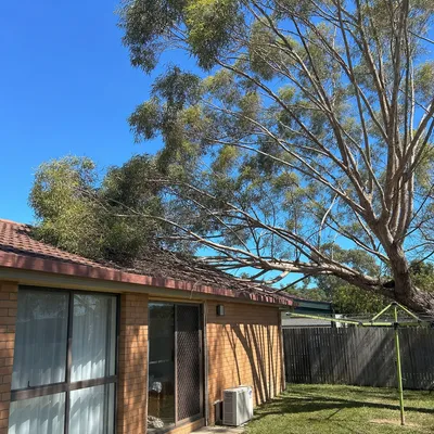 Before: Crown lift and deadwood over a house, Ferntree Gully