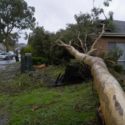 Emergency Tree Services in Ferntree Gully